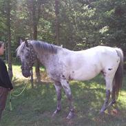 Knabstrupper wendy af nyholm