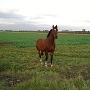 Westfaler Fenton