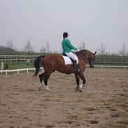 Westfaler Fenton