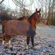 Westfaler Fenton