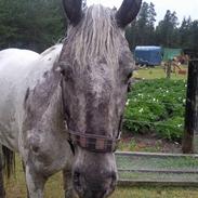 Knabstrupper wendy af nyholm