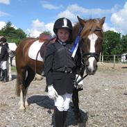 Welsh Pony af Cob-type (sec C) Tovdal's Impressiv Boy: SOLGT