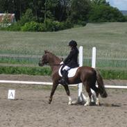 Welsh Pony af Cob-type (sec C) Tovdal's Impressiv Boy: SOLGT