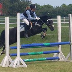 New Forest Larienas Dixie SOLGT :(