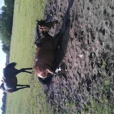 Anden særlig race Sputnik 