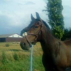 Anden særlig race flying maddie SOLGT