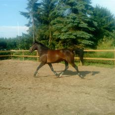 Anden særlig race flying maddie SOLGT