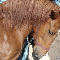 Anden særlig race Tilde - Tilbage ved ejer!