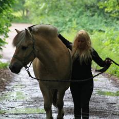 Fjordhest Bonto<3 R.I.P.