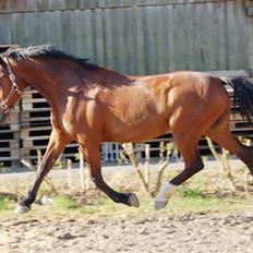 Dansk Varmblod Corilan