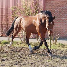 Dansk Varmblod Corilan