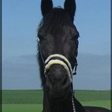 Anden særlig race Whesley