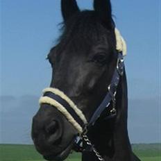 Anden særlig race Whesley