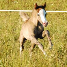 Welsh Pony (sec B) Snupti (Solgt)