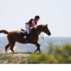 Welsh Pony (sec B) Nancy *Min bedste ven*