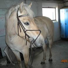 Fjordhest Primola Gl. hest