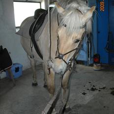Fjordhest Primola Gl. hest