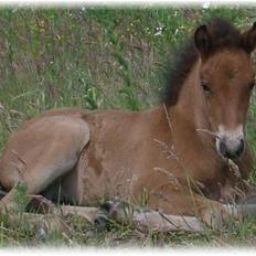 Islænder Ægir fra Toftdal