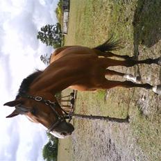 Dansk Varmblod Rosengaards Filicity