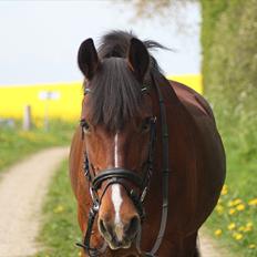 Anden særlig race Tatianna -drømmeponyen!