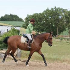 Anden særlig race Chayenne