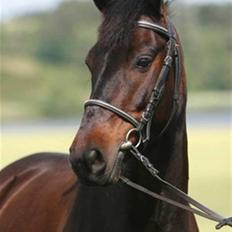 Anden særlig race Kompis  * gammel part*