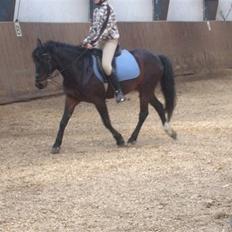 Anden særlig race Kompis  * gammel part*