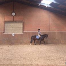 Anden særlig race Kompis  * gammel part*