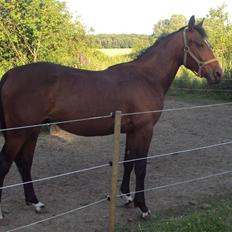 Anden særlig race m kaka (solgt)