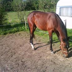 Anden særlig race m kaka (solgt)