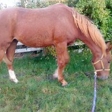 Anden særlig race Lemans   (SOLGT)