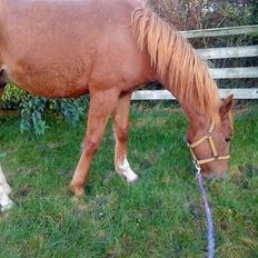 Anden særlig race Lemans   (SOLGT)