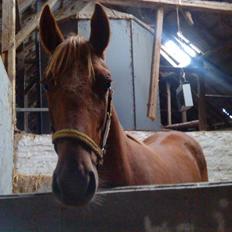 Anden særlig race Lemans   (SOLGT)