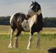 Tinker Samson *RIP* d. 21\8 09