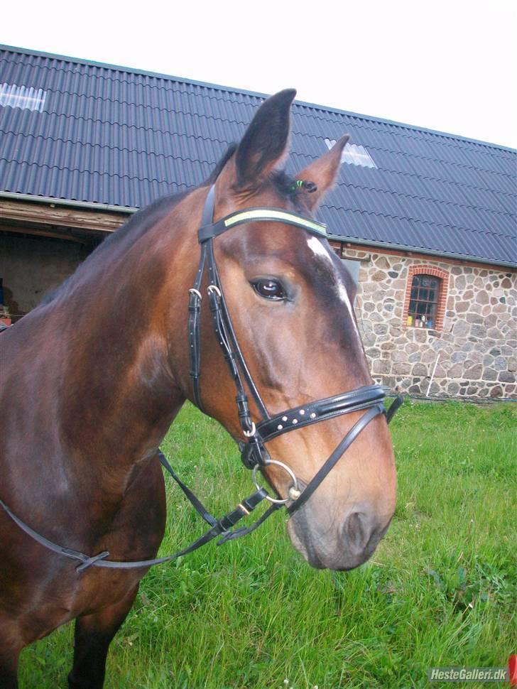 Oldenborg yasmin.. R.I.P billede 2