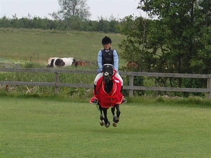 New Forest Larienas Dixie SOLGT :( - Æresrunde til Distriktmesterskabet ;D billede 7