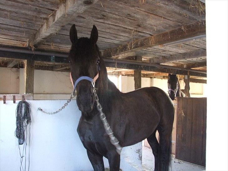 Frieser Annabell v.d. all blacks*Himmelhest* billede 14