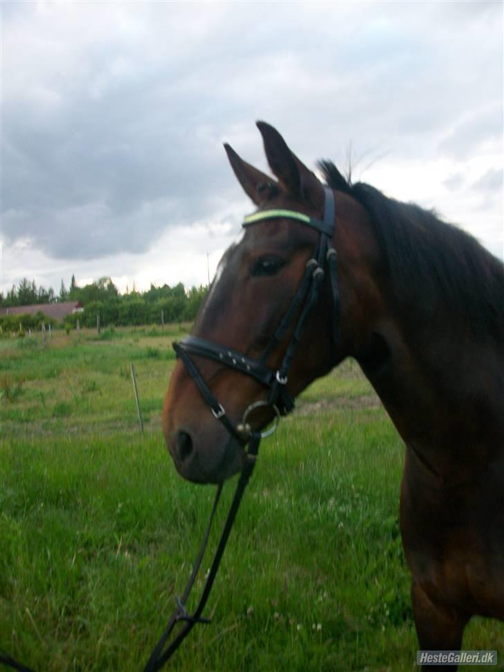 Oldenborg yasmin.. R.I.P billede 3