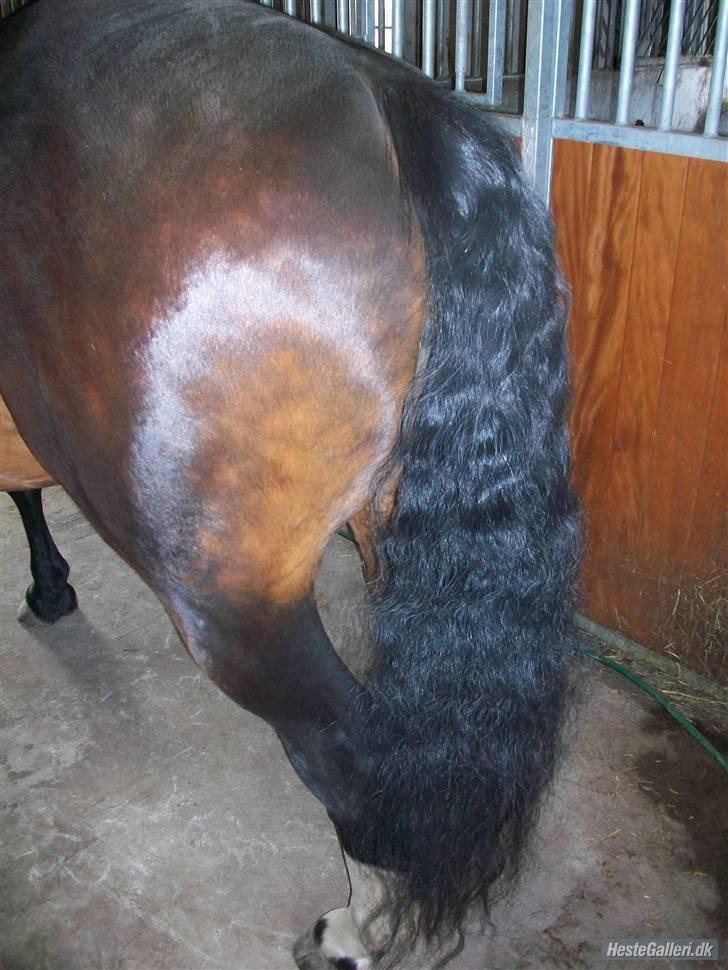 Oldenborg yasmin.. R.I.P billede 6