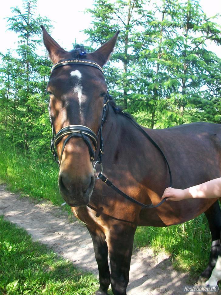 Oldenborg yasmin.. R.I.P billede 9