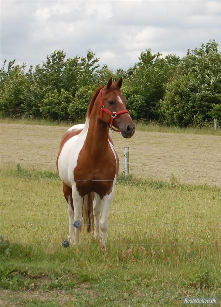 Anden særlig race Kenny<3<3 - Lille Pony!<3 Foto: Mig billede 16