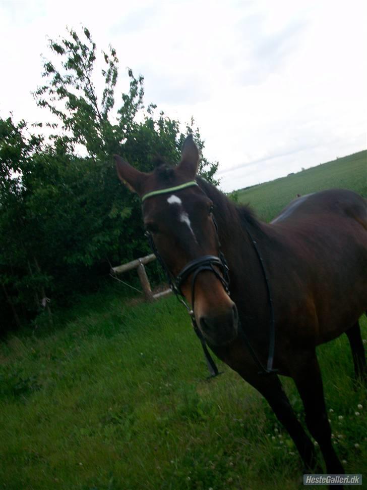 Oldenborg yasmin.. R.I.P billede 12