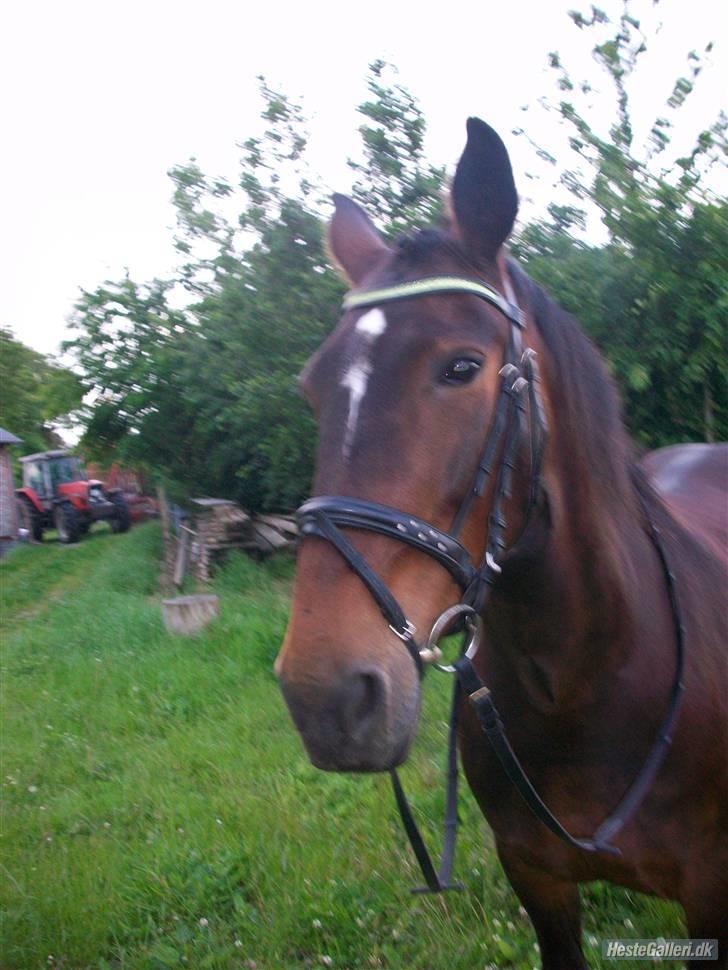 Oldenborg yasmin.. R.I.P billede 13