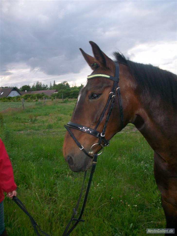 Oldenborg yasmin.. R.I.P billede 14