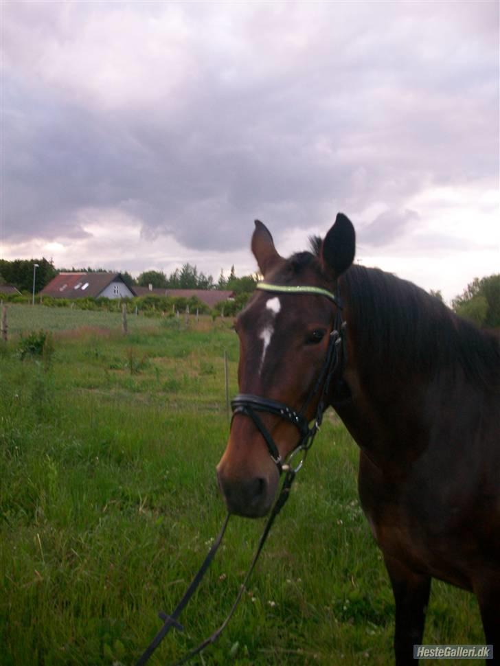 Oldenborg yasmin.. R.I.P billede 15