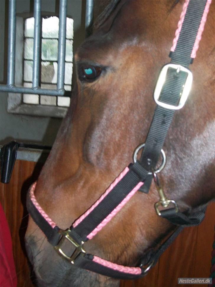 Oldenborg yasmin.. R.I.P billede 16