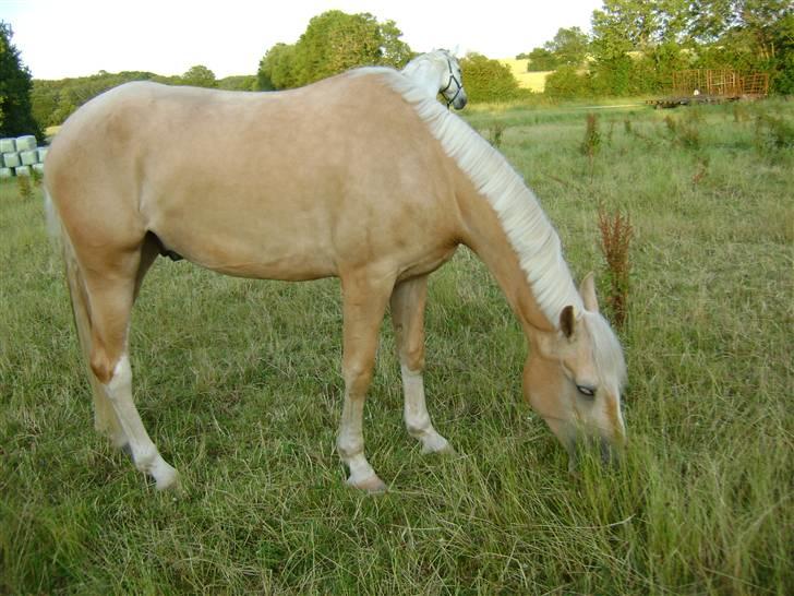 Palomino Lysgaards Bazar#SOLGT# - Babyen med sin nye man, og 20 kg mere sul på kroppen :)  billede 18