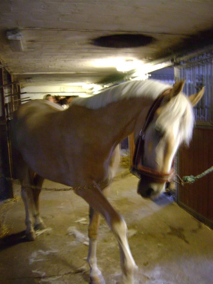 Palomino Lysgaards Bazar#SOLGT# - Se mig, jeg kan stå på 3 ben :) Elsker den Bandit billede 19