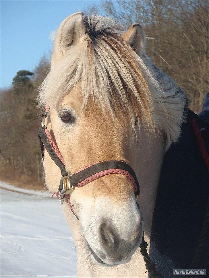 Fjordhest Freja - Freja på fold, i meget sne vejr;D billede 10