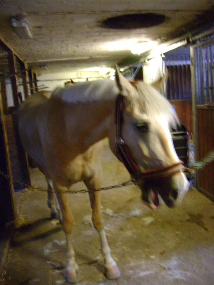 Palomino Lysgaards Bazar#SOLGT# - Banditten træt efter aften træning :)  billede 20